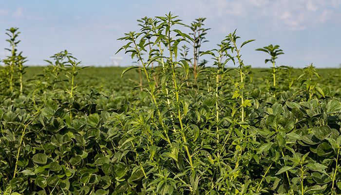 Waterhemp