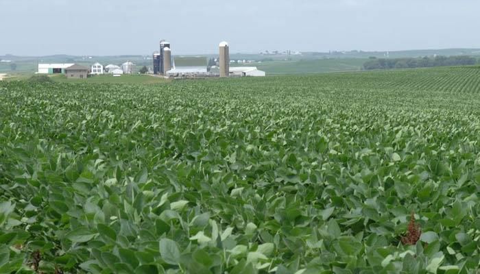 Field of Soybeans