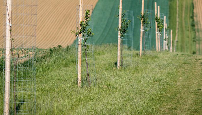 tree windbreak planting