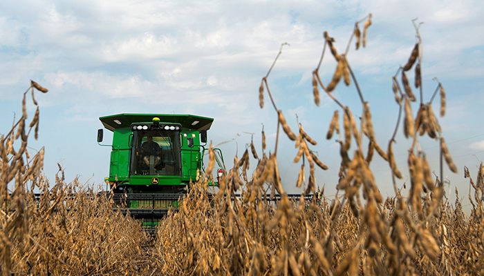 Soybeans in a field