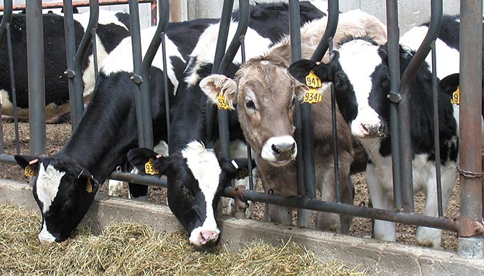 First cow-to-human HPAI case identified 
