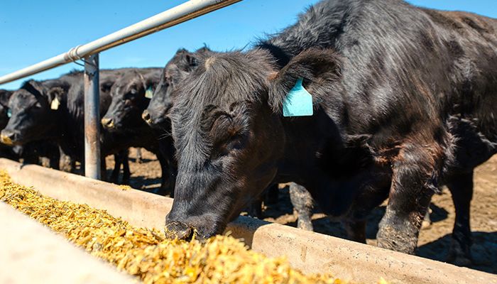 cattle at a feeder