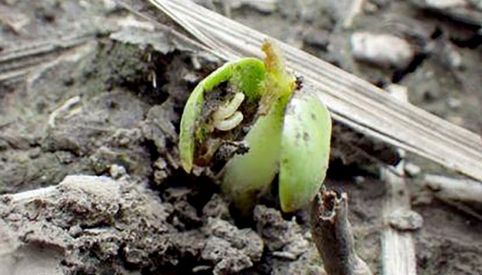 Warm winter means seedcorn maggots could be active 