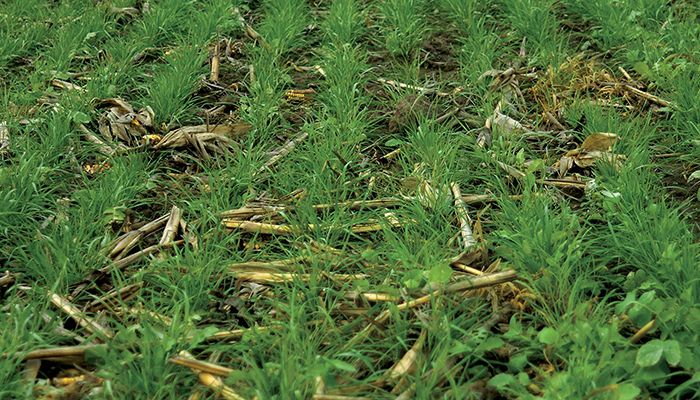 Cover Crops