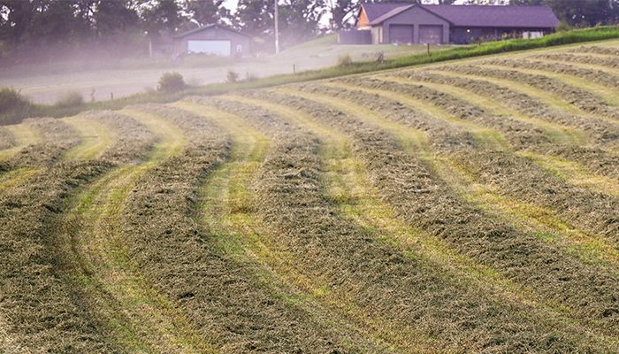 Extraordinary weevil populations reported 