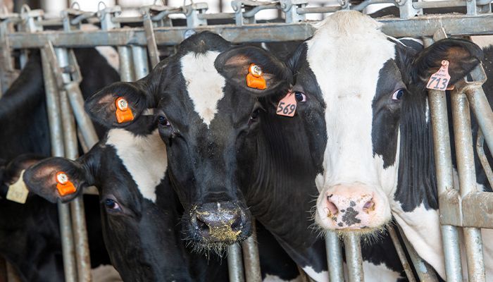 Iowa to require testing for dairy cattle shows 