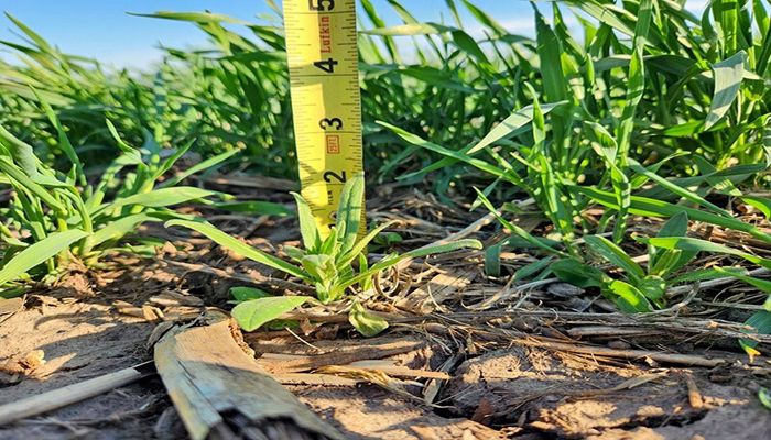 New Cover Crop Fact Sheets Available