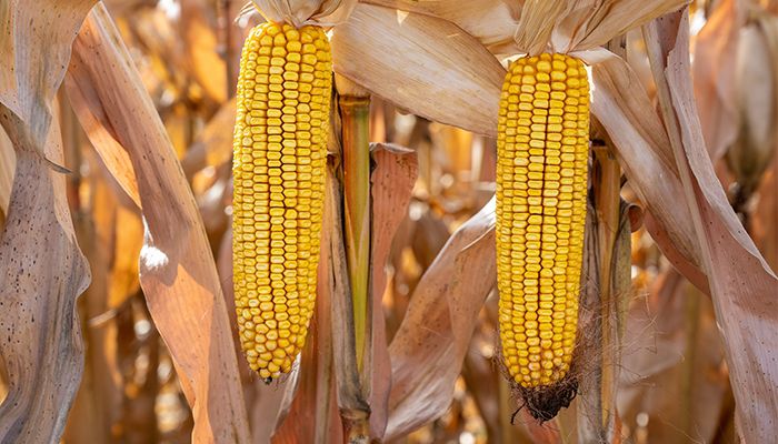Calculator helps farmers determine carbon score 