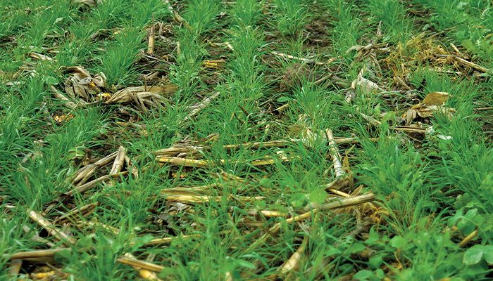 Cover crops are part of disaster recovery 