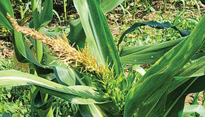 Crazy Top of corn reported in areas of Iowa 