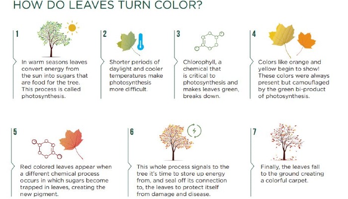 The science of nature: colorful leaves 