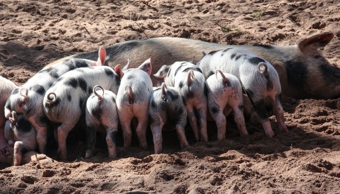 Pounds of Pork giveaway