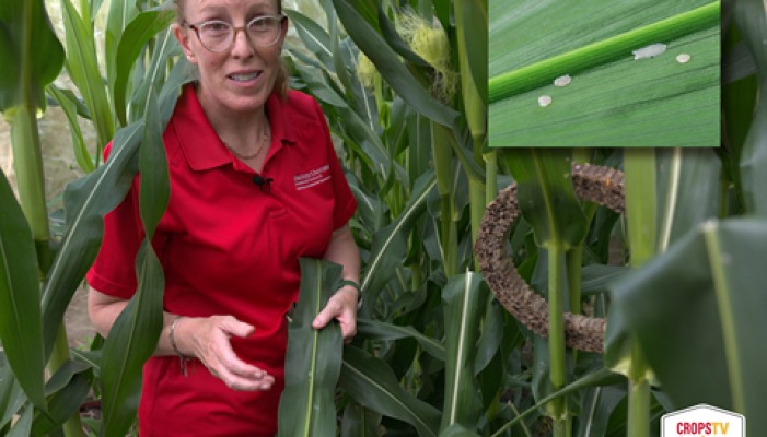 Online CropsTV Program Returns