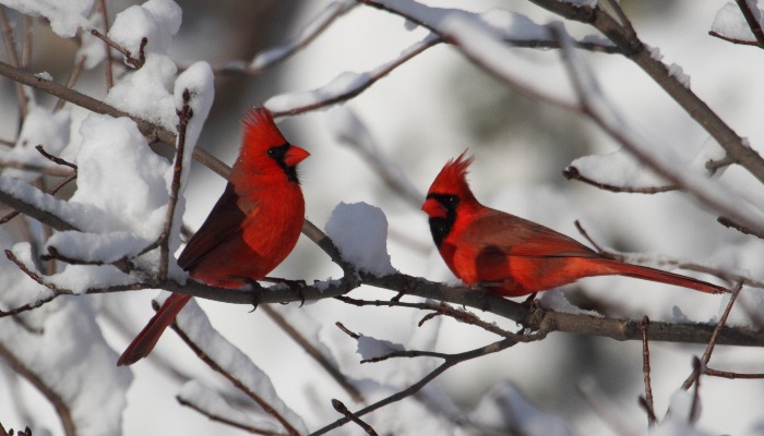 National Bird Day celebration Jan. 11