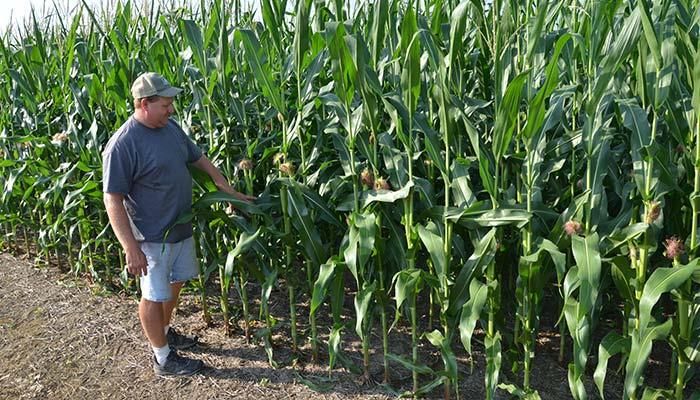 Virginia farmer Keith Horsely checking his corn