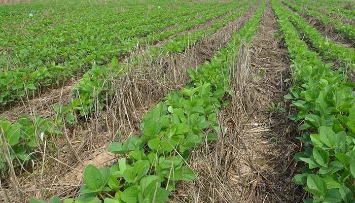 Soybeans planted in cover crops near the Chesapeake Bay
