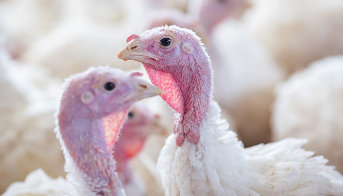 Turkey
