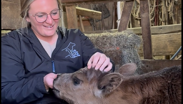 Farmers demonstrate commitment to animal care during calving season