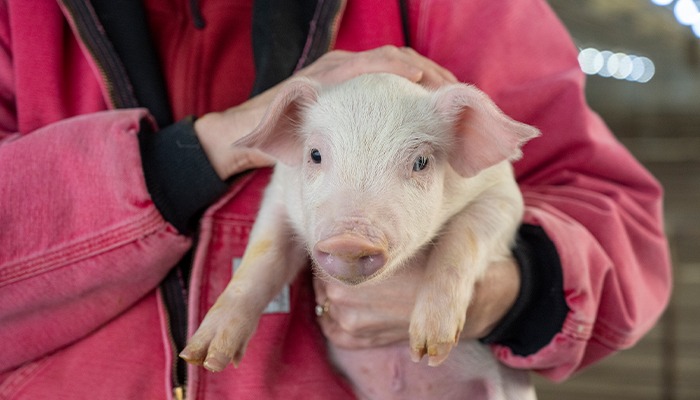 National Pork Board shifting focus to domestic demand 