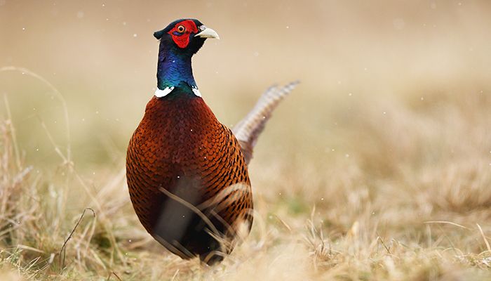 Farming and wildlife can go hand-in-hand with conservation 