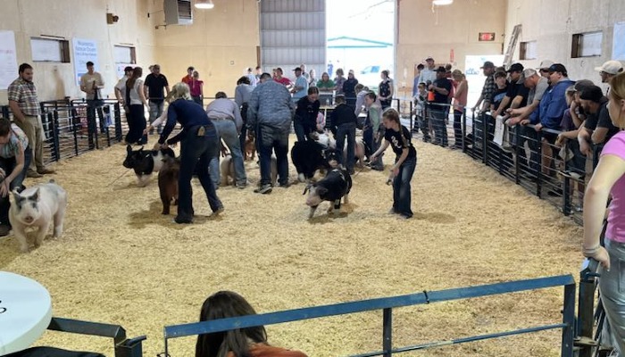 Spring Spectacular Swine Show a success