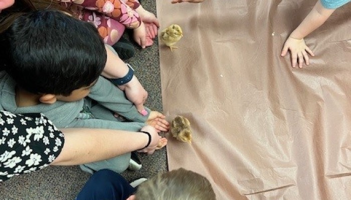 AITC Update: The chicks have hatched! 