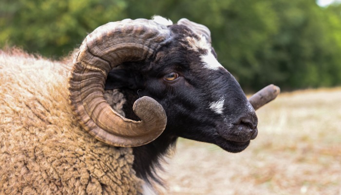 Local Lamb Culinary Experience