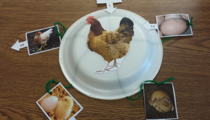 From classroom eggs to agricultural life: how students and farmers learn and care for animals
