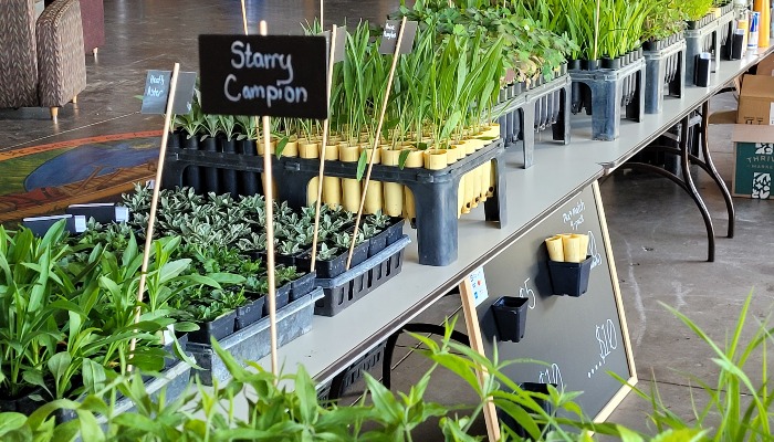 Native plant sale at Jester Park