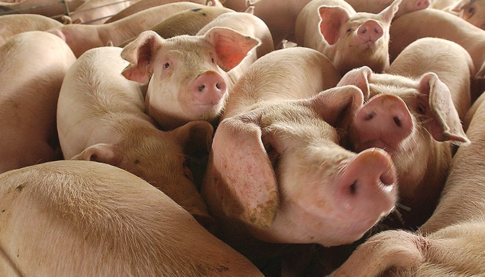 Animal health officials monitoring diseases circulating overseas 