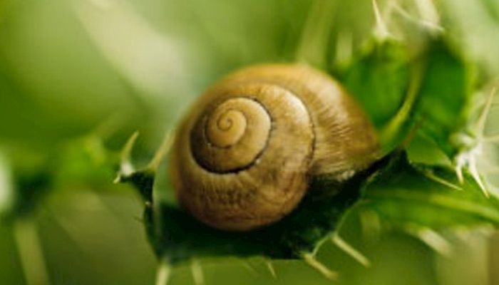 snail