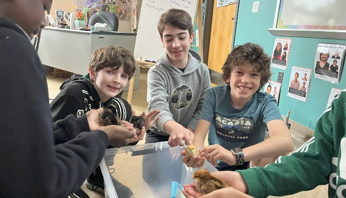 Chick hatching is wrapping up in Dallas County schools