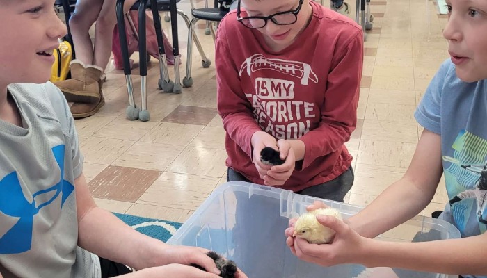 Bringing the farm to the classroom: how chicks help students learn about agriculture and animal care