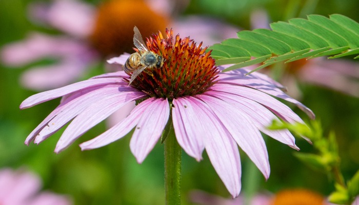 Upcoming conservation field days | May 9 update