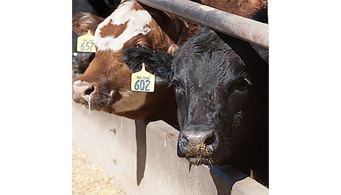 U.S.-UK trade agreement a boost for ethanol, beef 