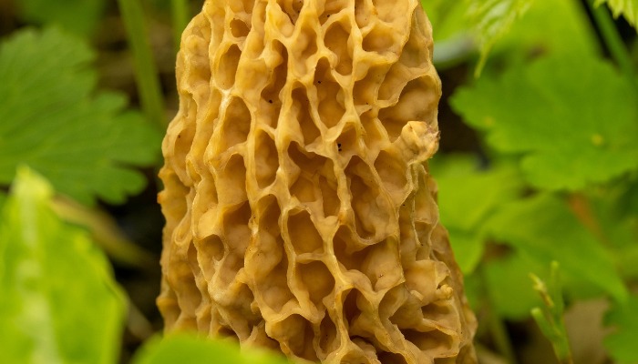 What’s the difference between Iowa morel mushrooms and farm-grown mushrooms?