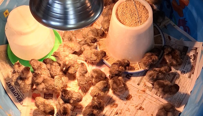 Sapphire Gem chicks waiting to be picked up by 4-H’ers