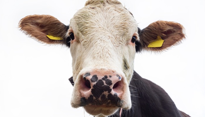 Bring agriculture to life in your classroom for free 