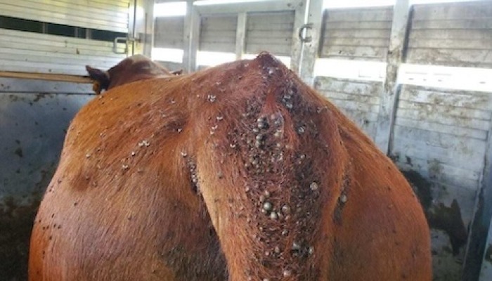 Beef Cattle Disease Confirmed in Iowa for the First Time