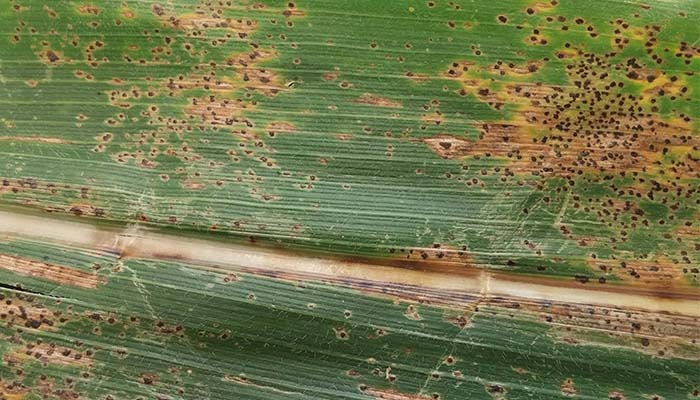 Tar spot confirmed in four Iowa counties 