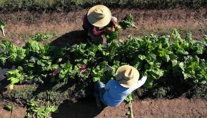 Two webinars will examine impact of excessive farm heat on people and produce
