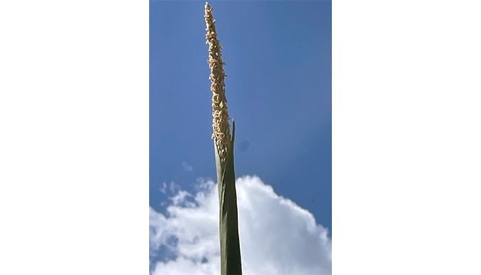 Farmers report wrapped tassels shedding pollen 