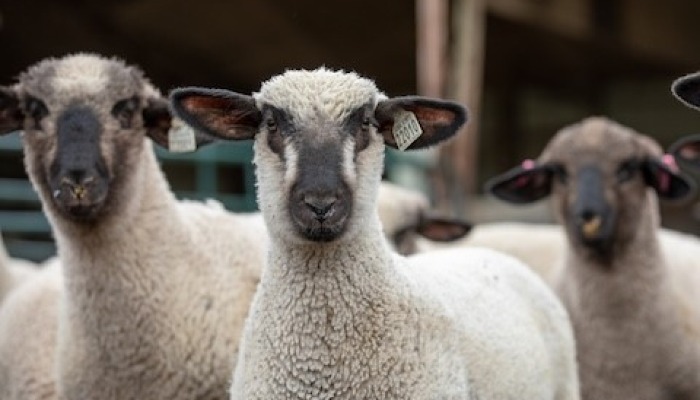 Pasture walk opportunity