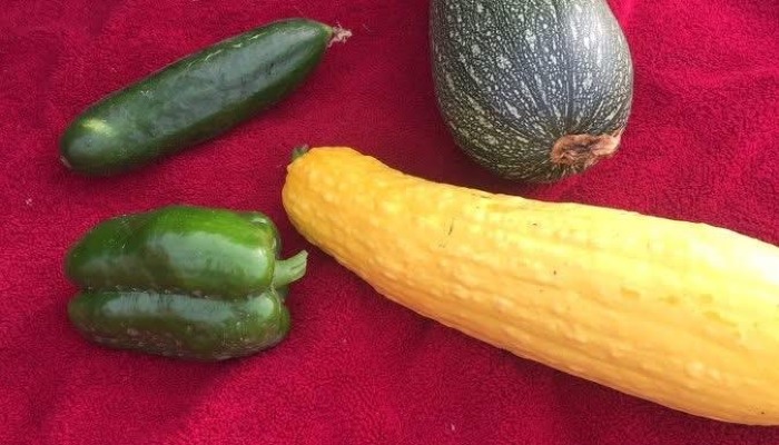 Key Coop partners with RS 1st grade to sponsor community garden