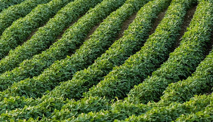 Soybean demand shifts from overseas to domestic