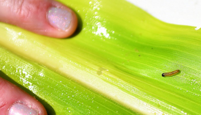 New concerns crop up for an old pest