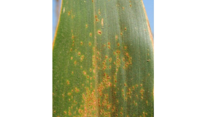 Southern rust appears early in Iowa corn fields