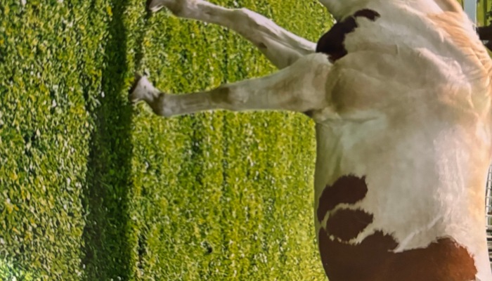 Best Horse Photo awarded at Johnson County Fair