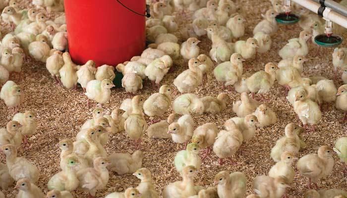 Bird and animal swap Sept. 6