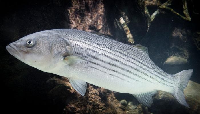 Photo contest - new category 